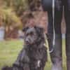 kleiner Mischling Duo sucht eine Familie