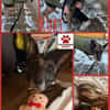 Kurt / Jack Malinois Mischling Rüde