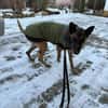 Kurt / Jack Malinois Mischling Rüde