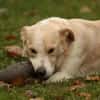 Tobi Labrador Mischling Rüde sucht Heim