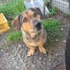 eigenwilliger Dackel Lero sucht....