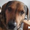 eigenwilliger Dackel Lero sucht....