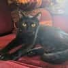 Verschmuster Kater MOZAMBIQUE sucht Zuha