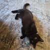 Verschmuster Kater MOZAMBIQUE sucht Zuha