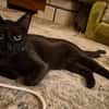 Verschmuster Kater MOZAMBIQUE sucht Zuha