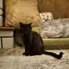 Verschmuster Kater MOZAMBIQUE sucht Zuha