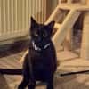 Verschmuster Kater MOZAMBIQUE sucht Zuha