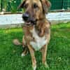 Maja sucht dringend ein neues Zuhause