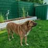 Maja sucht dringend ein neues Zuhause