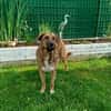 Maja sucht dringend ein neues Zuhause