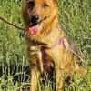 Teffie, 2 Jahre alt sucht ein Zuhause