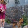 Teffie, 2 Jahre alt sucht ein Zuhause