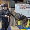 Scooby - sensibler Herzenshund