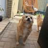 Lotti - Zuhause gesucht