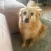 Lotti - Zuhause gesucht