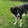 Der liebe Tobbi hat einen Wunsch