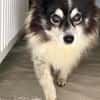 Oreo  kleiner Gentleman sucht Zuhause