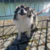 Oreo  kleiner Gentleman sucht Zuhause