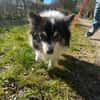 Oreo  kleiner Gentleman sucht Zuhause