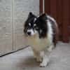 Oreo  kleiner Gentleman sucht Zuhause