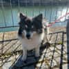 Oreo  kleiner Gentleman sucht Zuhause