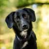 Sally - ist kein Hund für jeden