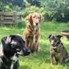 Sally - ist kein Hund für jeden