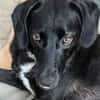 Sally - ist kein Hund für jeden