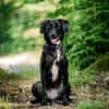 Sally - ist kein Hund für jeden