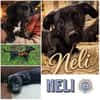 NELI *unkompliziertes Dackel Mix Mädchen