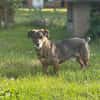 Pablo - Zuhause gesucht
