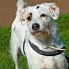 G I N O - sucht Terrier-Kenner......