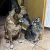Nala und Murphy aus dem Tierschutz