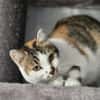 LILLY - will endlich geliebt werden!
