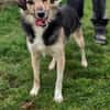 Amis sucht Zuhause  oder Pflegestelle