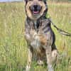 🐾 Whisky  freundlicher Begleiter