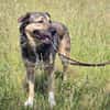 🐾 Whisky  freundlicher Begleiter