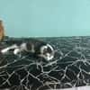 Jasper, ich suche mein Zuhause