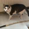 Jasper, ich suche mein Zuhause
