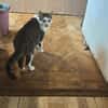 Jasper, ich suche mein Zuhause
