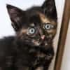 Katzenkind MOLLY