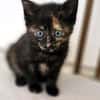 Katzenkind MOLLY