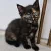Katzenkind MOLLY