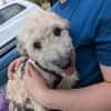 Charlie - die kindeliebe Schmusebacke