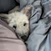 Charlie - die kindeliebe Schmusebacke