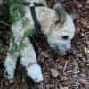 Charlie - die kindeliebe Schmusebacke