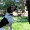 Boji sucht geduldige Besitzer
