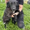 LYNN ❤🐾  ca 45cm, ruhig und liebenswer