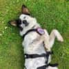 🐾 Valentina sucht ihr Zuhause 🐾