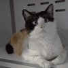 DAVE "en cours d'adoption"